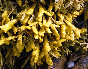 Pelvetia canaliculata (Fucaceae)  - Channelled Wrack Highland [Royaume-Uni] 16/07/2006