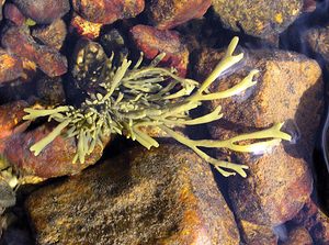 Pelvetia canaliculata (Fucaceae)  - Channelled Wrack Highland [Royaume-Uni] 16/07/2006