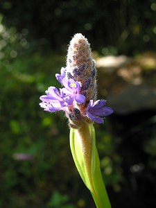 Pontederia cordata (Pontederiaceae)  - Pontédérie cordée, Pontédérie à feuilles cordées, Pontédérie à feuilles en forme de coeur, Jacinthe d'eau - Pickerelweed Ardennes [France] 29/07/2006 - 240m