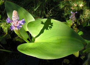 Pontederia cordata (Pontederiaceae)  - Pontédérie cordée, Pontédérie à feuilles cordées, Pontédérie à feuilles en forme de coeur, Jacinthe d'eau - Pickerelweed Ardennes [France] 29/07/2006 - 240m