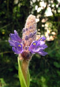 Pontederia cordata (Pontederiaceae)  - Pontédérie cordée, Pontédérie à feuilles cordées, Pontédérie à feuilles en forme de coeur, Jacinthe d'eau - Pickerelweed Ardennes [France] 29/07/2006 - 240m