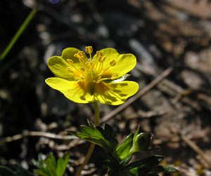 Potentilla anglica (Rosaceae)  - Potentille d'Angleterre, Potentille couchée - Trailing Tormentil Highland [Royaume-Uni] 15/07/2006 - 590m