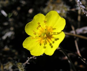 Potentilla anglica (Rosaceae)  - Potentille d'Angleterre, Potentille couchée - Trailing Tormentil Highland [Royaume-Uni] 15/07/2006 - 590m