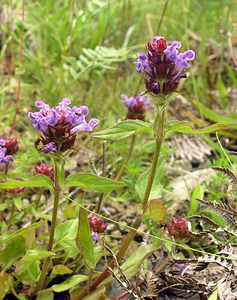 Prunella vulgaris (Lamiaceae)  - Herbe Catois - Selfheal Highland [Royaume-Uni] 13/07/2006 - 70m