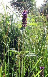 Prunella vulgaris (Lamiaceae)  - Herbe Catois - Selfheal Highland [Royaume-Uni] 18/07/2006 - 90m