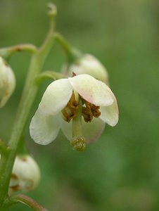 Pyrola media (Ericaceae)  - Pyrole moyenne, Pyrole moyenne, Pyrole de taille moyenne, Pyrole intermédiaire - Intermediate Wintergreen Perth and Kinross [Royaume-Uni] 09/07/2006 - 180mnoter le style droit qui d?passe de la corolle