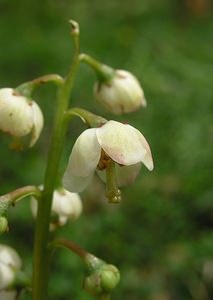 Pyrola media (Ericaceae)  - Pyrole moyenne, Pyrole moyenne, Pyrole de taille moyenne, Pyrole intermédiaire - Intermediate Wintergreen Perth and Kinross [Royaume-Uni] 09/07/2006 - 180mnoter le style droit qui d?passe de la corolle