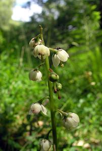 Pyrola media (Ericaceae)  - Pyrole moyenne, Pyrole moyenne, Pyrole de taille moyenne, Pyrole intermédiaire - Intermediate Wintergreen Perth and Kinross [Royaume-Uni] 09/07/2006 - 180m