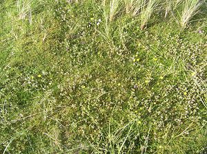 Ranunculus acris (Ranunculaceae)  - Renoncule âcre, Bouton-d'or, Pied-de-coq - Meadow Buttercup Highland [Royaume-Uni] 14/07/2006 - 20m