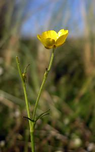 Ranunculus acris (Ranunculaceae)  - Renoncule âcre, Bouton-d'or, Pied-de-coq - Meadow Buttercup Highland [Royaume-Uni] 14/07/2006 - 20m