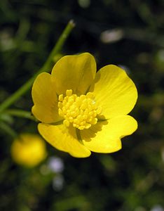 Ranunculus acris (Ranunculaceae)  - Renoncule âcre, Bouton-d'or, Pied-de-coq - Meadow Buttercup Highland [Royaume-Uni] 14/07/2006 - 20m