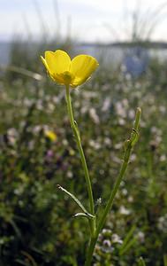 Ranunculus acris (Ranunculaceae)  - Renoncule âcre, Bouton-d'or, Pied-de-coq - Meadow Buttercup Highland [Royaume-Uni] 14/07/2006 - 20m