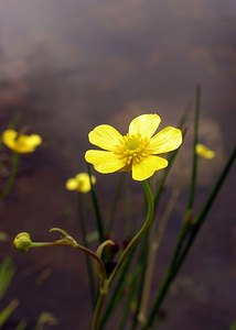 Ranunculus flammula (Ranunculaceae)  - Renoncule flammette, Renoncule flammette, Petite douve, Flammule - Lesser Spearwort Highland [Royaume-Uni] 11/07/2006 - 220m