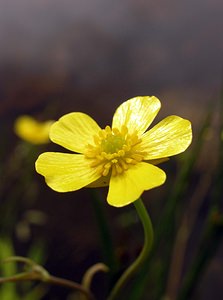 Ranunculus flammula (Ranunculaceae)  - Renoncule flammette, Renoncule flammette, Petite douve, Flammule - Lesser Spearwort Highland [Royaume-Uni] 11/07/2006 - 220m