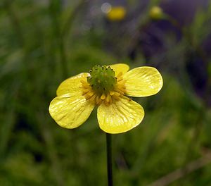 Ranunculus flammula (Ranunculaceae)  - Renoncule flammette, Renoncule flammette, Petite douve, Flammule - Lesser Spearwort Highland [Royaume-Uni] 11/07/2006 - 220m