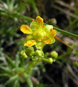 Saxifraga aizoides (Saxifragaceae)  - Saxifrage faux aizoon, Saxifrage cilié, Faux aizoon - Yellow Saxifrage Highland [Royaume-Uni] 11/07/2006 - 240m