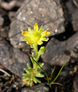 Saxifraga aizoides (Saxifragaceae)  - Saxifrage faux aizoon, Saxifrage cilié, Faux aizoon - Yellow Saxifrage Highland [Royaume-Uni] 11/07/2006 - 240m