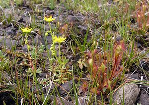 Saxifraga aizoides (Saxifragaceae)  - Saxifrage faux aizoon, Saxifrage cilié, Faux aizoon - Yellow Saxifrage Highland [Royaume-Uni] 11/07/2006 - 240m