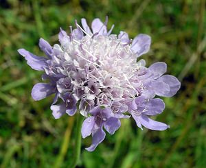 Scabiosa columbaria (Caprifoliaceae)  - Scabieuse colombaire, oeil-de-perdrix - Small Scabious North Yorkshire [Royaume-Uni] 22/07/2006 - 350m