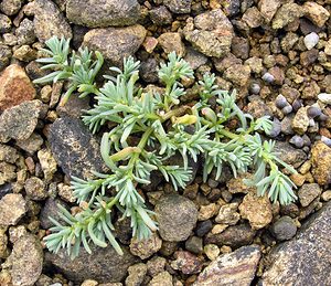 Suaeda maritima (Amaranthaceae)  - Suède maritime, Soude maritime, Suéda maritime - Annual Sea-blite Highland [Royaume-Uni] 16/07/2006