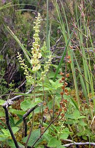 Teucrium scorodonia (Lamiaceae)  - Germandrée scorodoine, Sauge des bois, Germandrée des bois - Wood Sage Highland [Royaume-Uni] 13/07/2006 - 80m