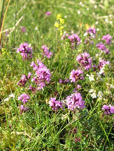 Thymus polytrichus (Lamiaceae)  - Thym à poils nombreux, Thym à pilosité variable, Serpolet à poils nombreux - Wild Thyme Highland [Royaume-Uni] 14/07/2006 - 20m
