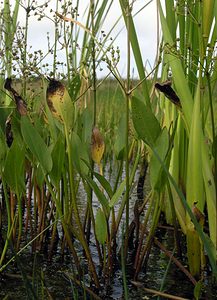 Alisma plantago-aquatica (Alismataceae)  - Plantain-d'eau commun, Grand plantain-d'eau, Alisme plantain-deau - Water-plantain Pas-de-Calais [France] 19/08/2006 - 40m