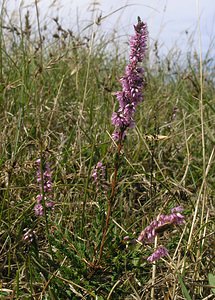 Calluna vulgaris (Ericaceae)  - Callune commune, Callune, Béruée, Bruyère commune - Heather Pas-de-Calais [France] 19/08/2006 - 30m