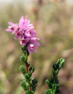 Calluna vulgaris (Ericaceae)  - Callune commune, Callune, Béruée, Bruyère commune - Heather Pas-de-Calais [France] 19/08/2006 - 30m