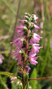 Calluna vulgaris (Ericaceae)  - Callune commune, Callune, Béruée, Bruyère commune - Heather Pas-de-Calais [France] 19/08/2006 - 30m