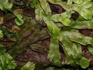 Conocephalum conicum (Conocephalaceae)  - Great Scented Liverwort Pas-de-Calais [France] 26/08/2006 - 30m