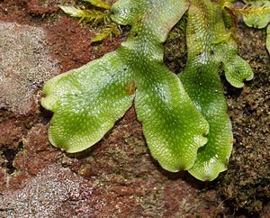 Conocephalum conicum (Conocephalaceae)  - Great Scented Liverwort Pas-de-Calais [France] 26/08/2006 - 30m