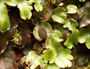 Conocephalum conicum (Conocephalaceae)  - Great Scented Liverwort Pas-de-Calais [France] 26/08/2006 - 30m