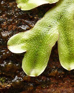 Conocephalum conicum (Conocephalaceae)  - Great Scented Liverwort Pas-de-Calais [France] 26/08/2006 - 30m