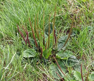 Plantago major (Plantaginaceae)  - Plantain élevé, Plantain majeur, Grand plantain, Plantain à bouquet - Greater Plantain Pas-de-Calais [France] 26/08/2006 - 70m