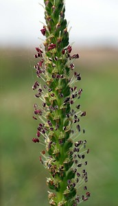 Plantago major (Plantaginaceae)  - Plantain élevé, Plantain majeur, Grand plantain, Plantain à bouquet - Greater Plantain Pas-de-Calais [France] 26/08/2006 - 70m