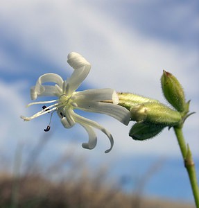 Silene nutans (Caryophyllaceae)  - Silène penché - Nottingham Catchfly Pas-de-Calais [France] 19/08/2006 - 40m