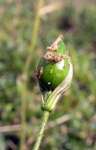 Silene nutans (Caryophyllaceae)  - Silène penché - Nottingham Catchfly Pas-de-Calais [France] 19/08/2006 - 40m