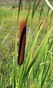 Typha latifolia (Typhaceae)  - Massette à feuilles larges, Massette à larges feuilles - Bulrush Pas-de-Calais [France] 19/08/2006 - 40m