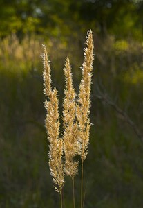 Calamagrostis  (Poaceae)  - Calamagrostide, Calamagrostis - small-reeds Pas-de-Calais [France] 23/09/2006 - 40m