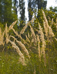 Calamagrostis  (Poaceae)  - Calamagrostide, Calamagrostis - small-reeds Pas-de-Calais [France] 23/09/2006 - 40m