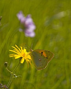 Colias crocea (Pieridae)  - Souci - Clouded Yellow Somme [France] 23/09/2006 - 90m