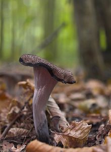 Craterellus cornucopioides (Cantharellaceae)  - Trompette des morts - Horn of Plenty Meuse [France] 16/09/2006 - 170m