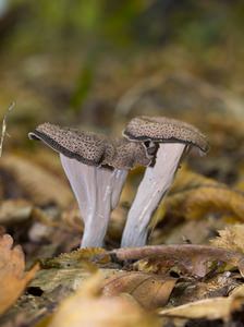 Craterellus cornucopioides (Cantharellaceae)  - Trompette des morts - Horn of Plenty Meuse [France] 16/09/2006 - 170m