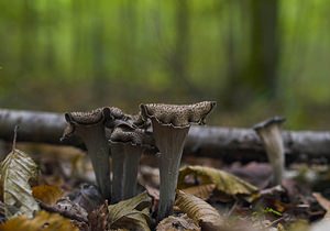 Craterellus cornucopioides (Cantharellaceae)  - Trompette des morts - Horn of Plenty Meuse [France] 16/09/2006 - 170m