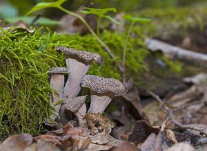 Craterellus cornucopioides (Cantharellaceae)  - Trompette des morts - Horn of Plenty Marne [France] 16/09/2006 - 160m