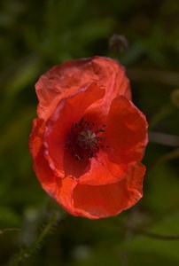 Papaver rhoeas (Papaveraceae)  - Coquelicot, Grand coquelicot, Pavot coquelicot - Common Poppy Pas-de-Calais [France] 09/09/2006 - 70m