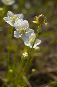 Parnassia palustris (Celastraceae)  - Parnassie des marais, Hépatique blanche - Grass-of-Parnassus Somme [France] 09/09/2006 - 100m