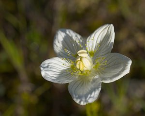 Parnassia palustris (Celastraceae)  - Parnassie des marais, Hépatique blanche - Grass-of-Parnassus Somme [France] 09/09/2006 - 100m