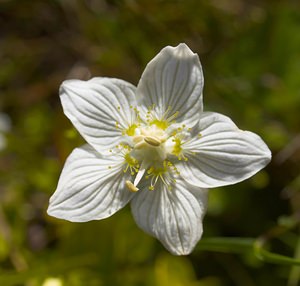 Parnassia palustris (Celastraceae)  - Parnassie des marais, Hépatique blanche - Grass-of-Parnassus Somme [France] 09/09/2006 - 100m